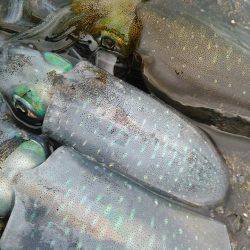 アオリちゃんです